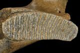 Woolly Mammoth Partial Jaw with M Molar #149838-3